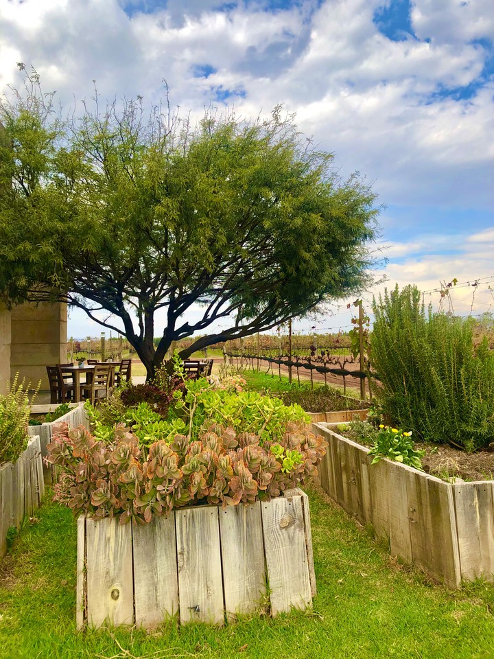 Jardin en Viñedo