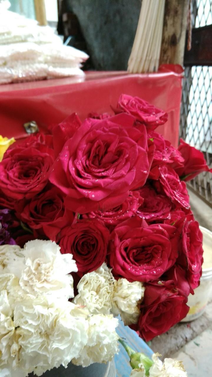 Rose