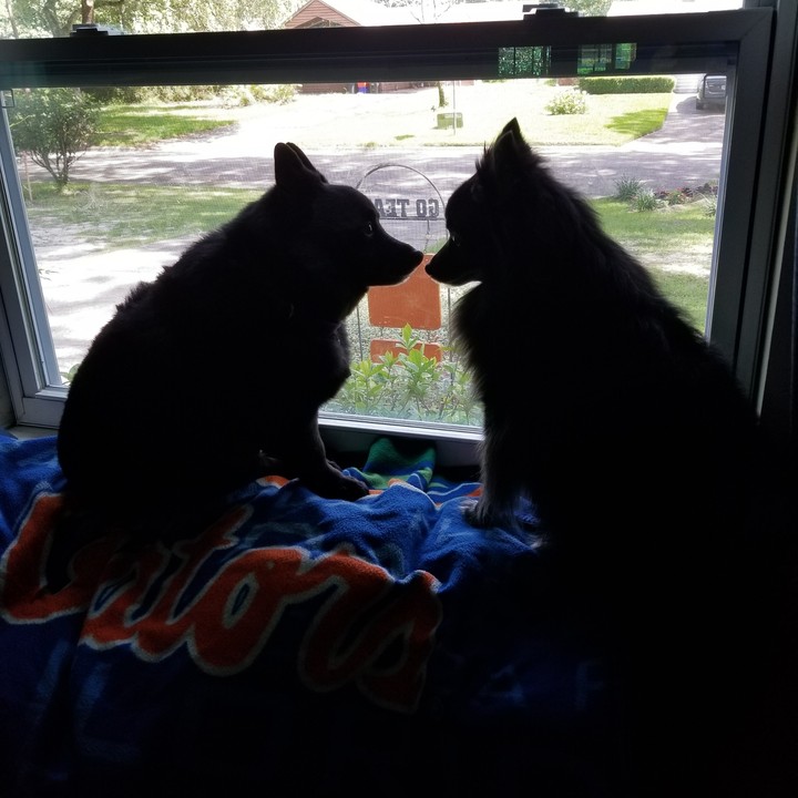 The Boys