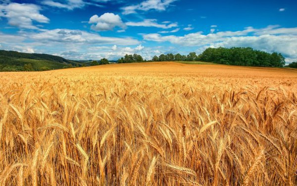 Wheat