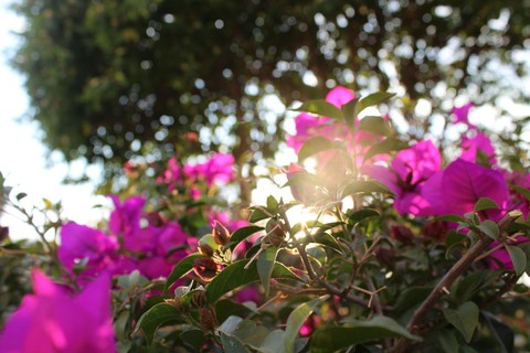 Flores para tí.