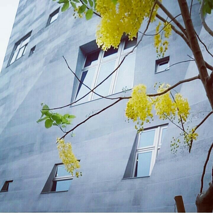 golden shower tree