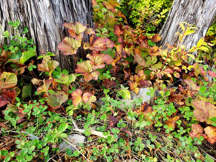 Beautiful fall foliage in Alaska
