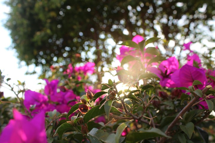 Flores para tí.