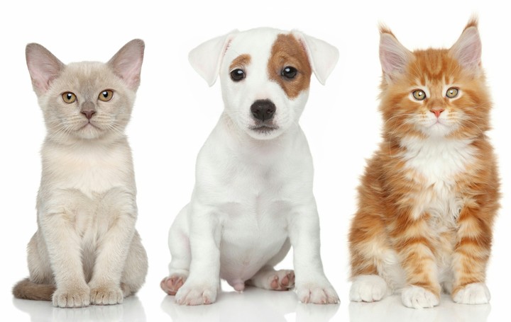 Dog and  kat's