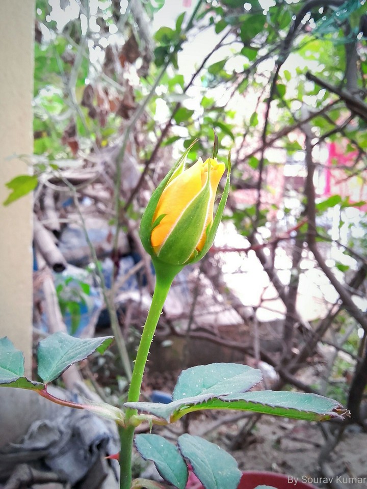 rose