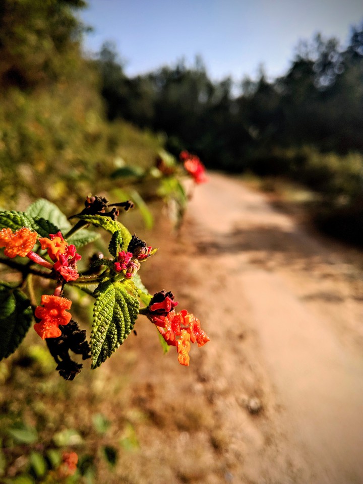 Morning Flowers
