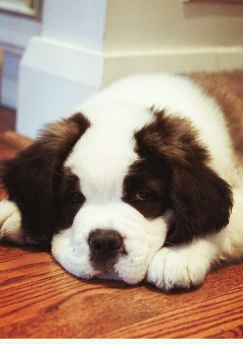 St.Bernard