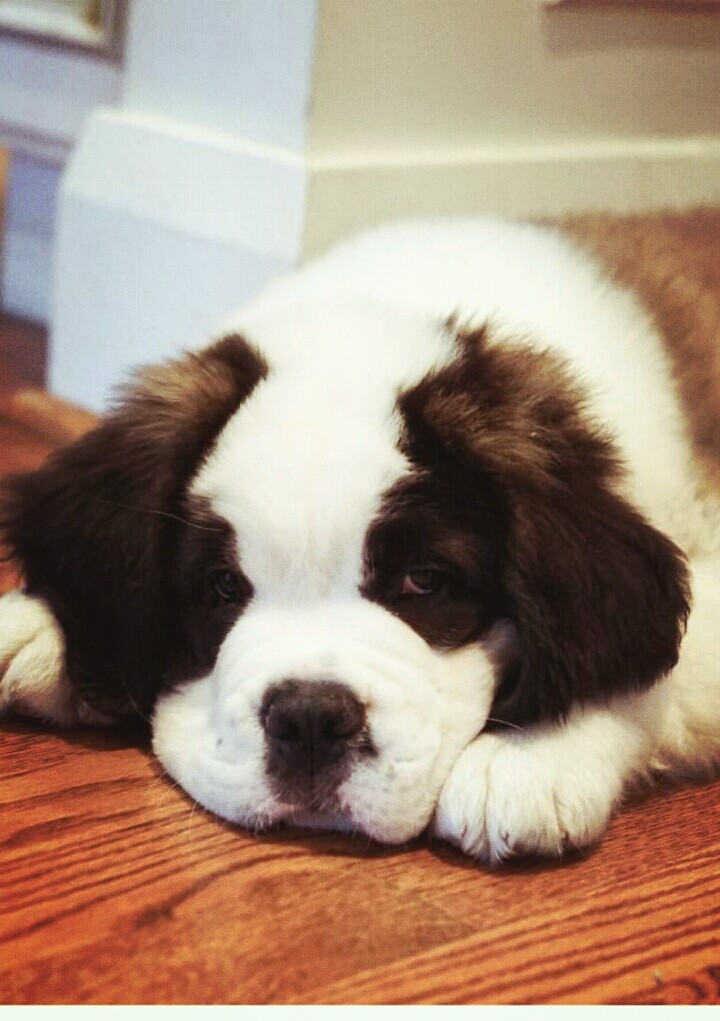 St.Bernard
