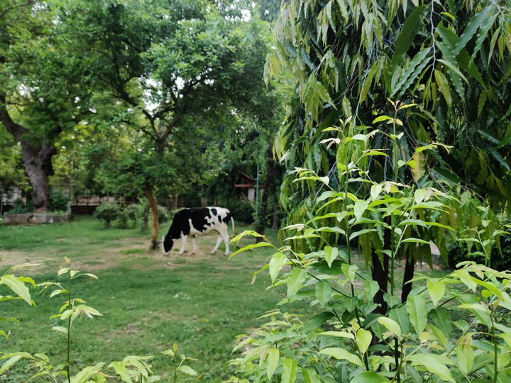 cow in park