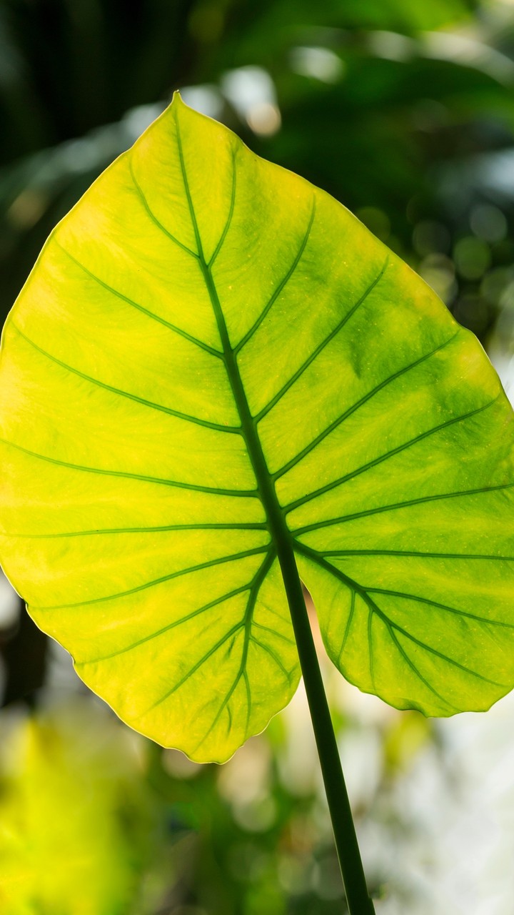 Leaf