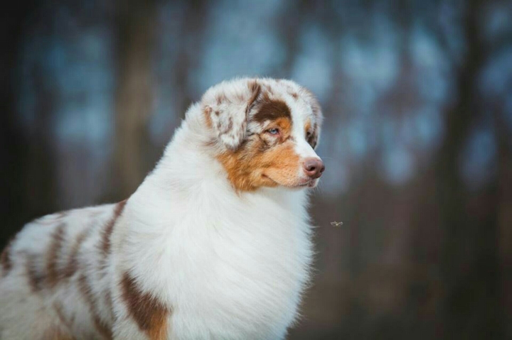 Aussie