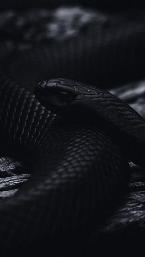 тапети snout, serpent