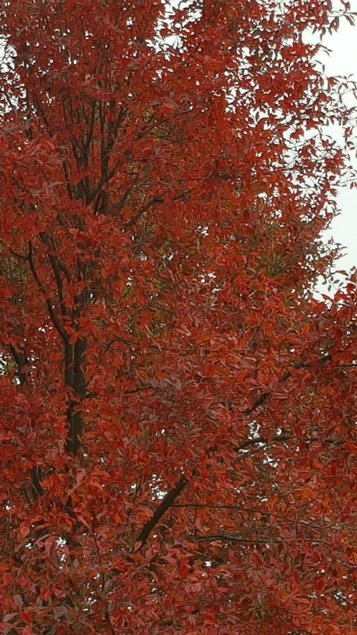 cover in red