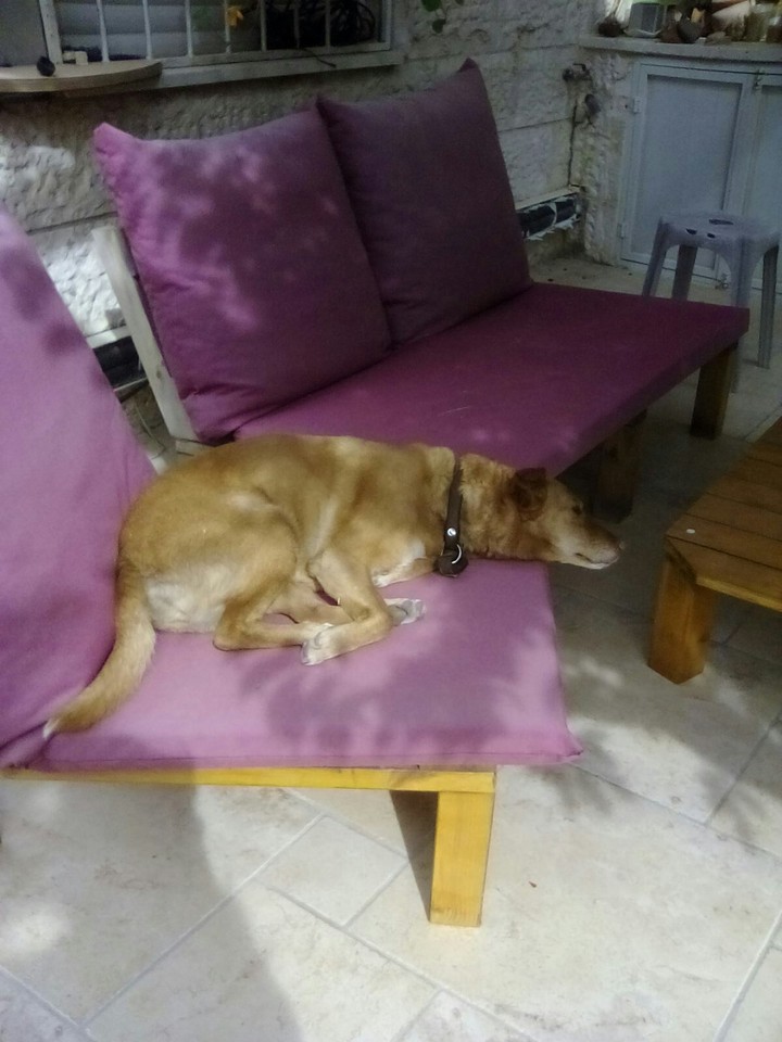 dog love
