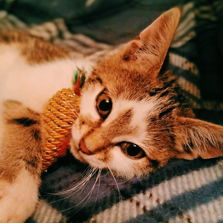кот играет