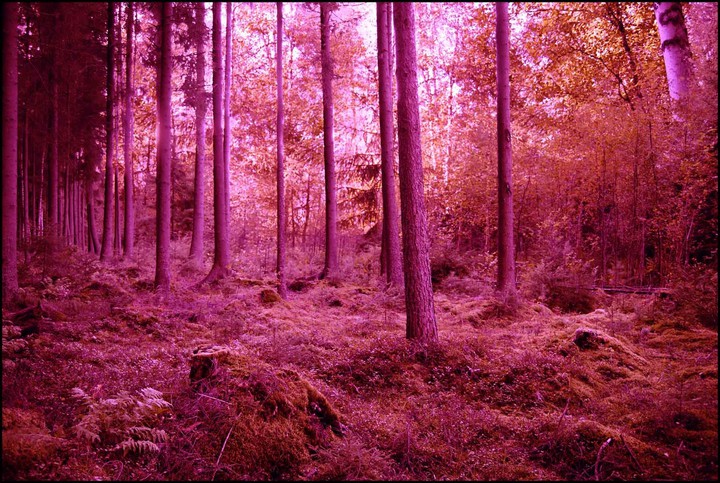 Wald