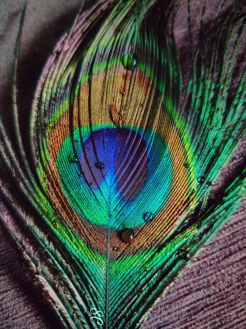 FEATHER