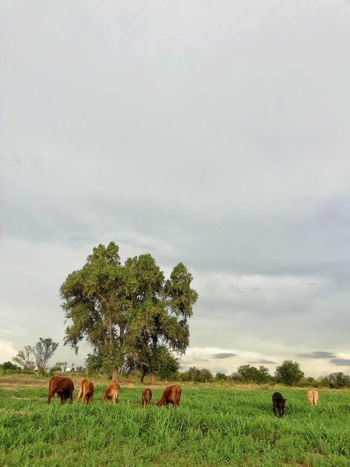 campo