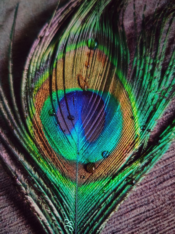 FEATHER