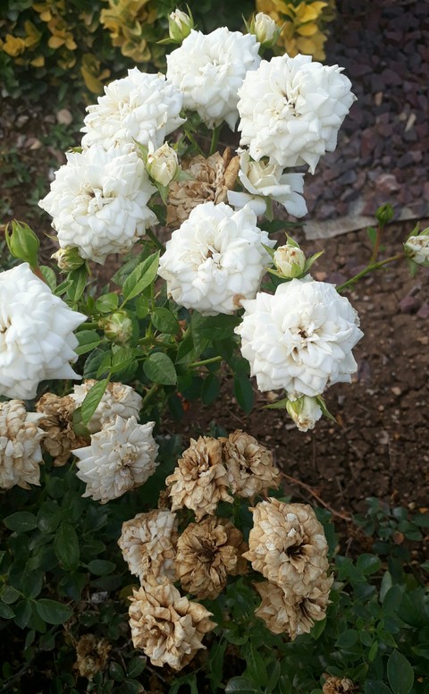 #white #flower #yound #old #garden #nature