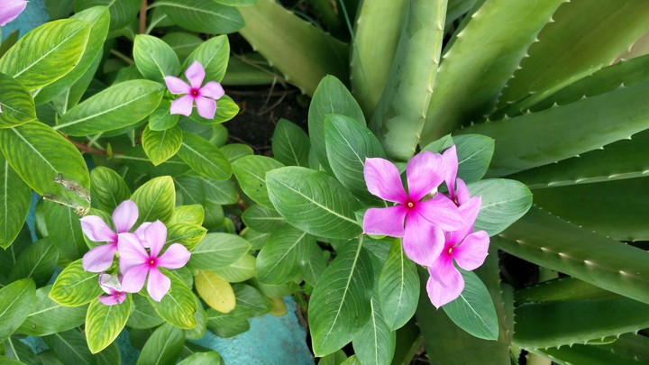 flower