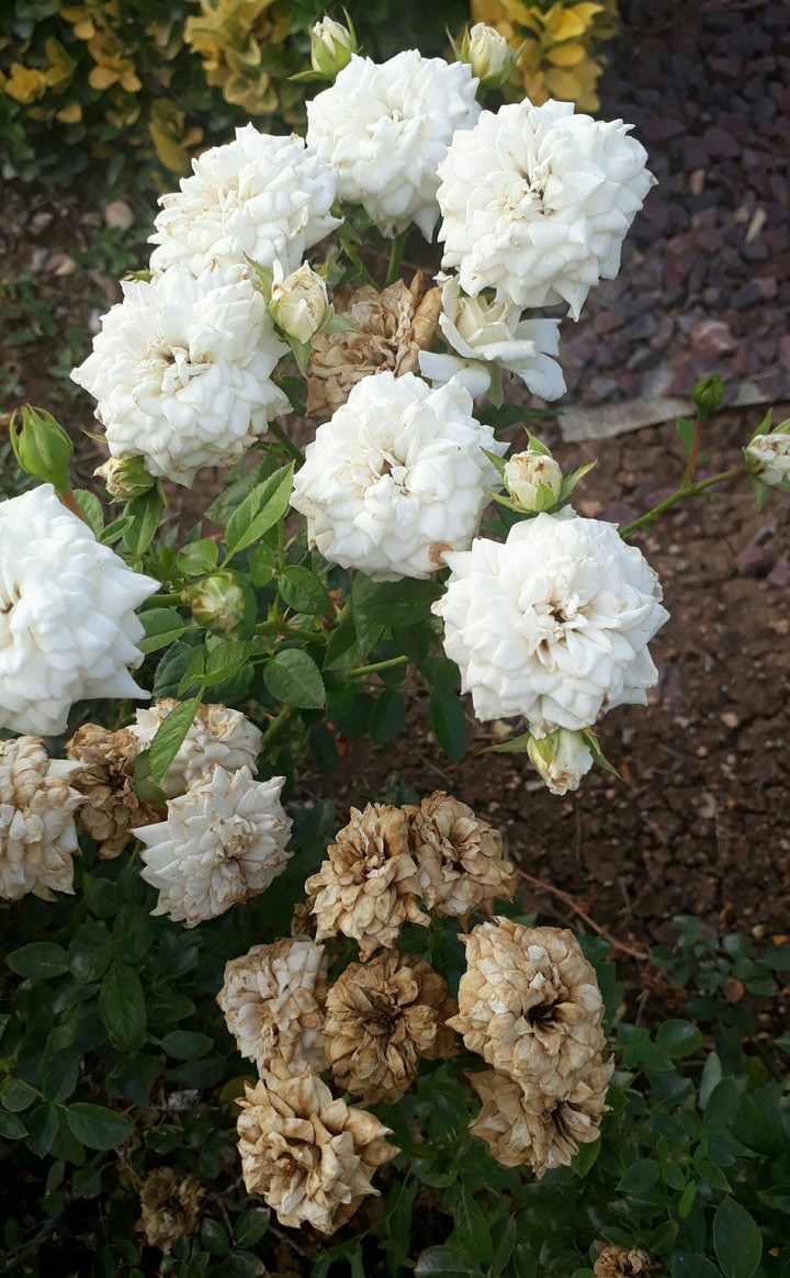 #white #flower #yound #old #garden #nature