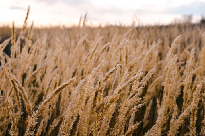 field