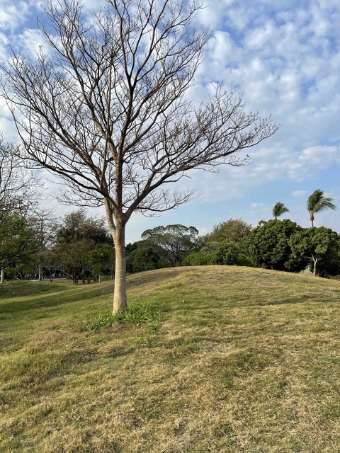 plain, grass वॉलपेपर