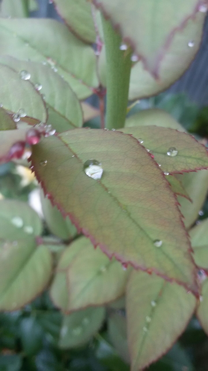 rainy