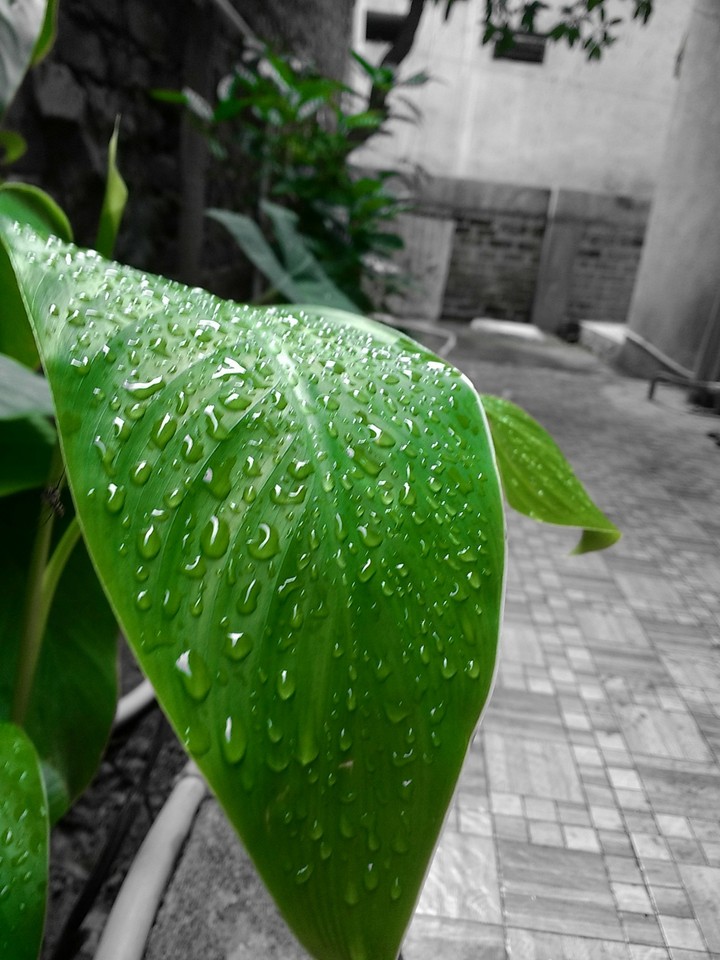leaves.. nature loves