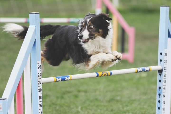 The Border Collie Because There Is No Better Dog
