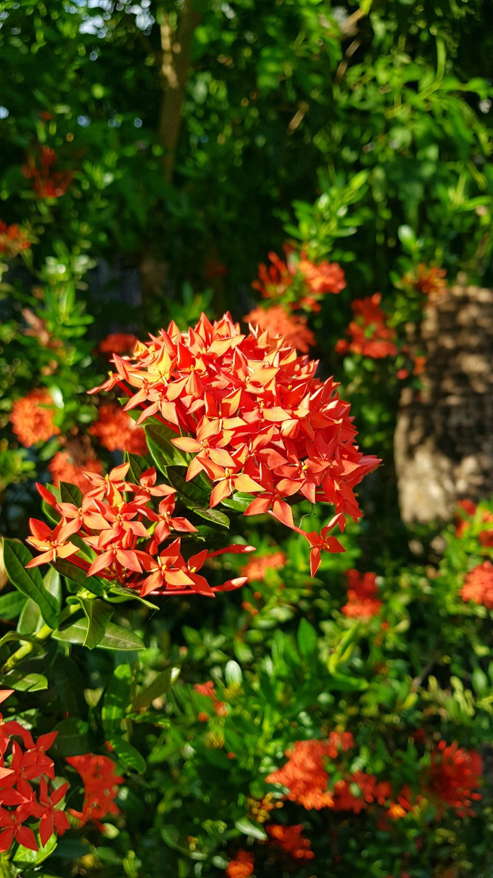 Ixora chinensis.