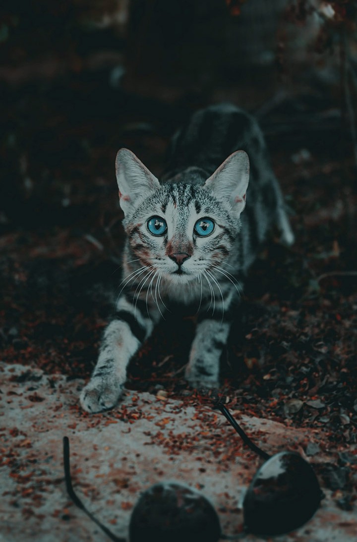 kitty cat