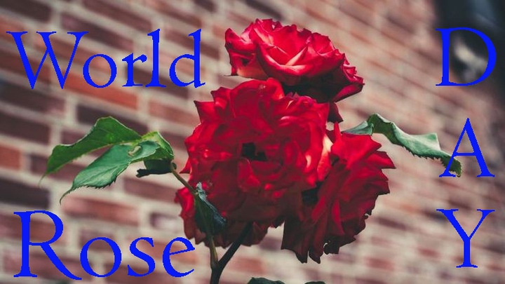rose day