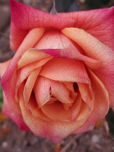 pink, rose वॉलपेपर