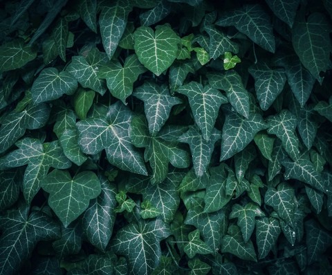 тапети ivy, liverworts