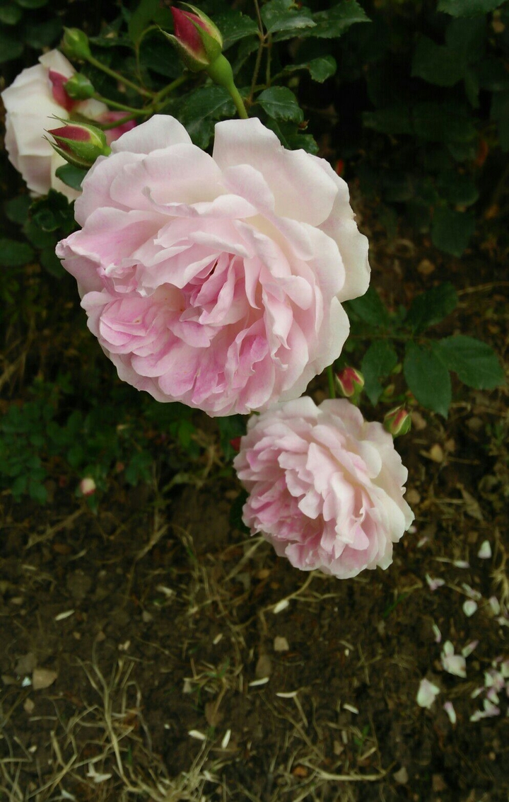 pinky