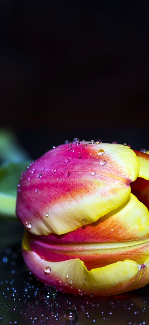 flower, magenta duvar kağıtları