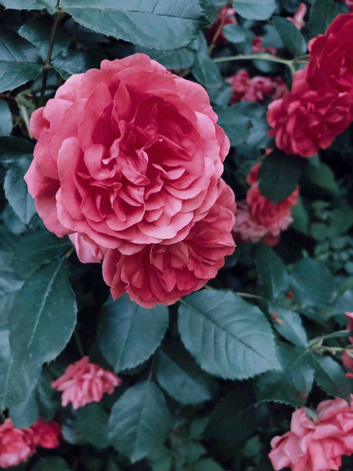 Peony