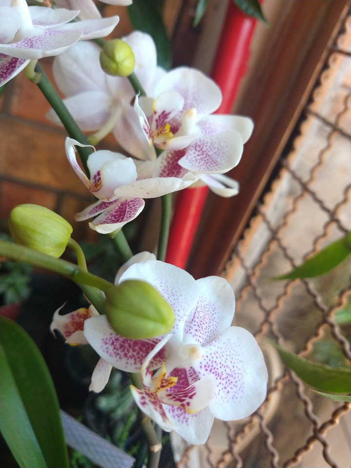 orquídeas
