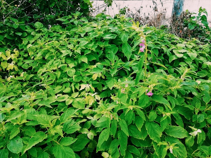 green