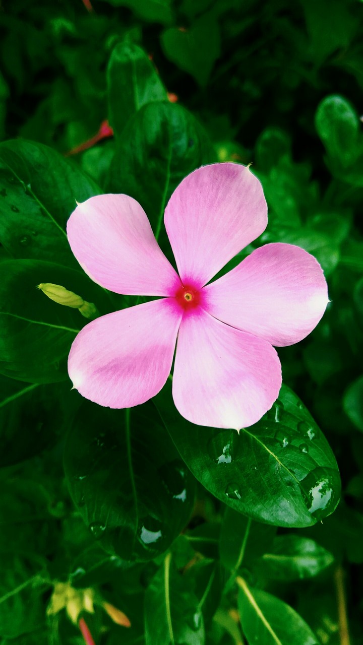 My Garden Flower