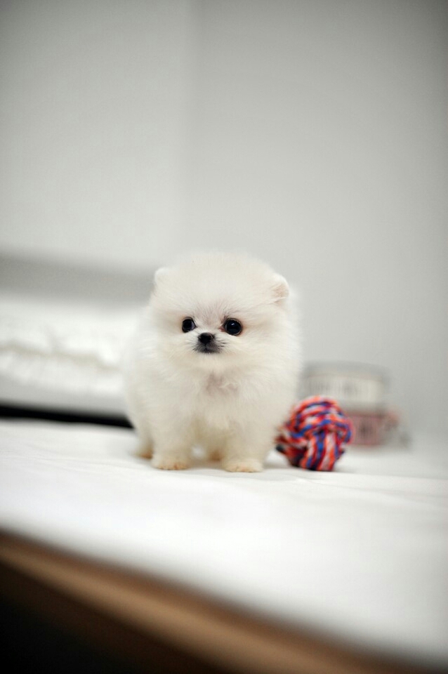 cute puppy