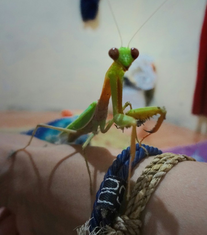 makro