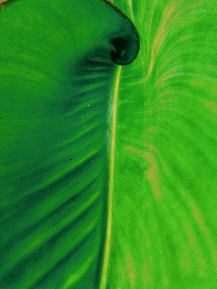 Leaf