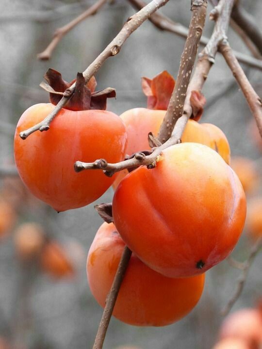 Fruits