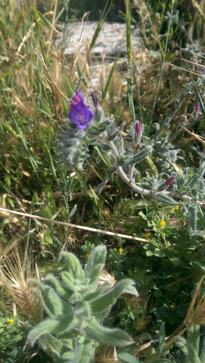 Wild flower