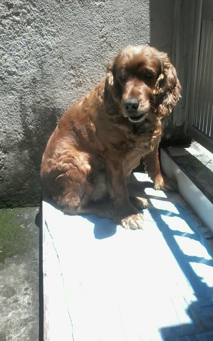 Meu amor