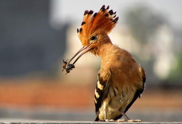 Woodpecker